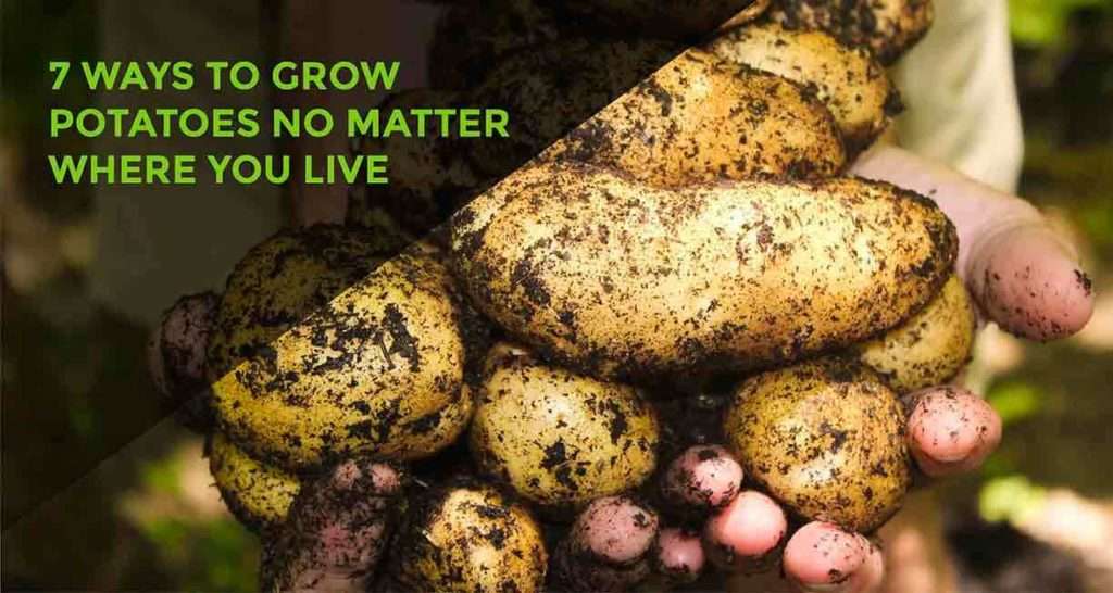 A variety of freshly harvested potatoes, are held in hands against a background with text '7 WAYS TO GROW POTATOES NO MATTER WHERE YOU LIVE', highlighting versatile potato farming techniques.