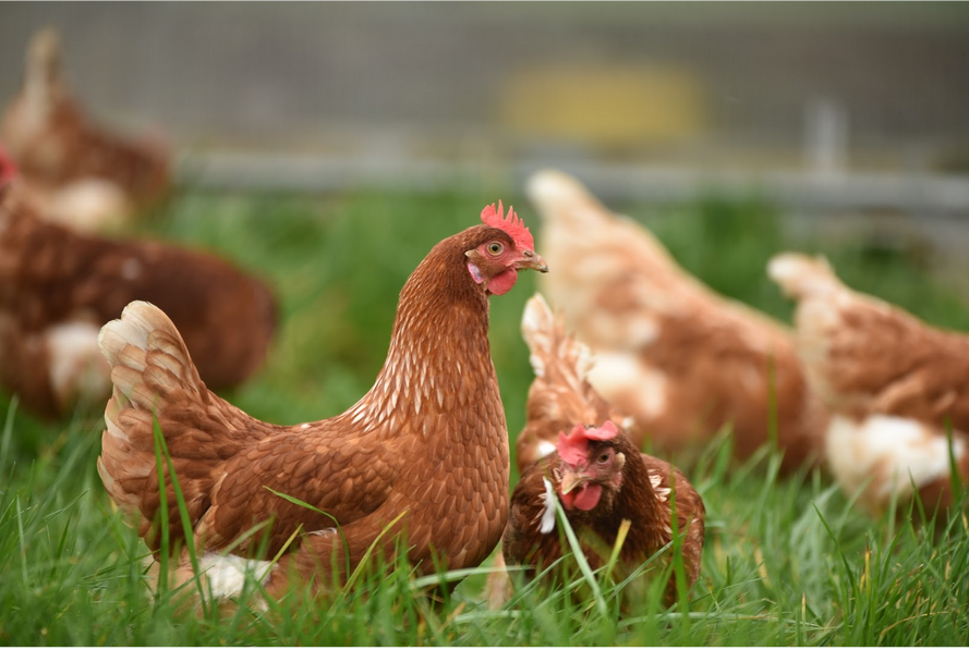 This image shows several brown hens in a grassy area. The focus is on one hen in the foreground, which is sharply detailed, allowing us to see its reddish-brown feathers, bright red comb, and wattle. The hen appears to be looking at something out of frame with a curious or alert expression. In the background, other chickens are visible but not in sharp focus, which creates a nice depth of field and emphasizes the hen in the foreground. This setting looks like a free-range environment, where the chickens have plenty of space to roam and forage.