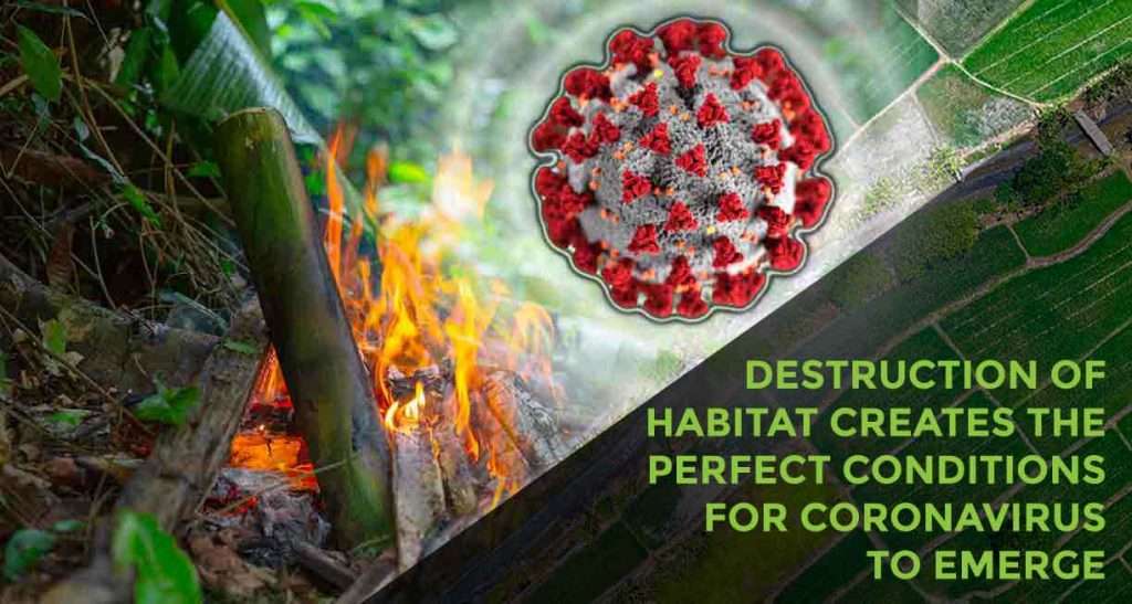 This image is a composite that carries a strong environmental message. It juxtaposes a fire consuming vegetation, possibly indicating deforestation or habitat destruction, with a graphic representation of the coronavirus. The overlaid text suggests the link between the destruction of natural habitats and the emergence of new diseases like the coronavirus. It serves as a visual commentary on the potential consequences of environmental degradation, implying that the disruption of ecosystems can create conditions that facilitate the spread of zoonotic diseases to humans.